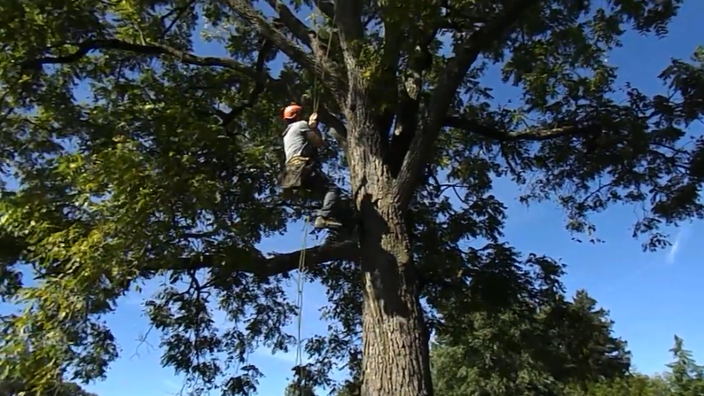 JRB Tree Climbing - JrbTreeClimbing.com